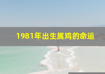 1981年出生属鸡的命运