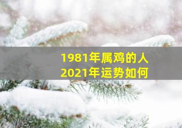 1981年属鸡的人2021年运势如何