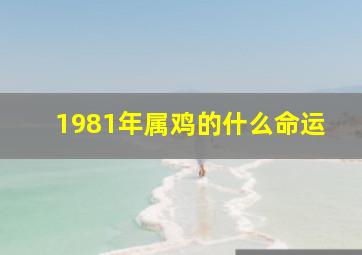 1981年属鸡的什么命运