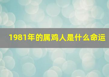 1981年的属鸡人是什么命运