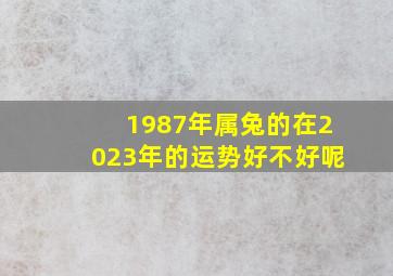 1987年属兔的在2023年的运势好不好呢