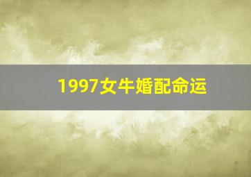 1997女牛婚配命运