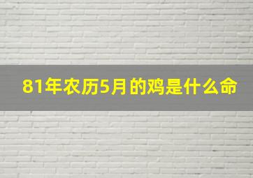 81年农历5月的鸡是什么命