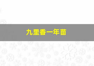 九里香一年苗