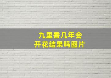 九里香几年会开花结果吗图片