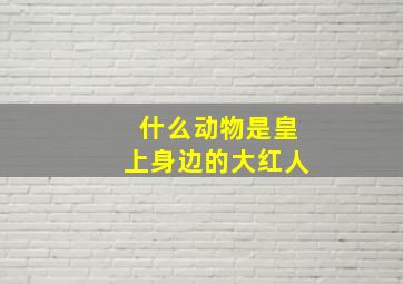 什么动物是皇上身边的大红人