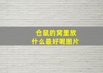 仓鼠的窝里放什么最好呢图片