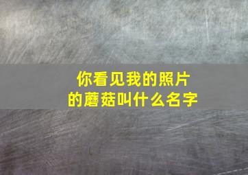 你看见我的照片的蘑菇叫什么名字