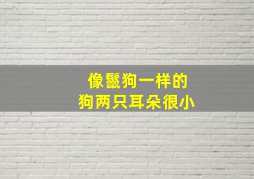 像鬣狗一样的狗两只耳朵很小