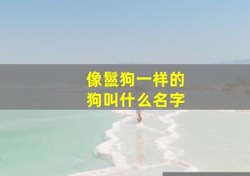 像鬣狗一样的狗叫什么名字