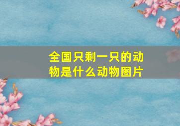 全国只剩一只的动物是什么动物图片