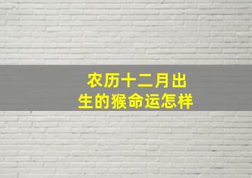 农历十二月出生的猴命运怎样