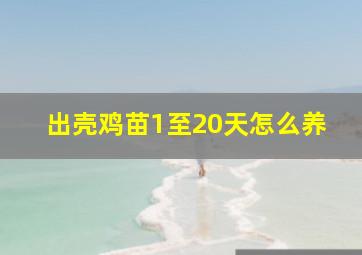 出壳鸡苗1至20天怎么养