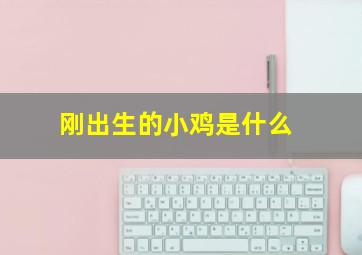 刚出生的小鸡是什么