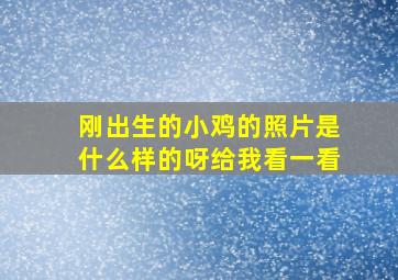 刚出生的小鸡的照片是什么样的呀给我看一看