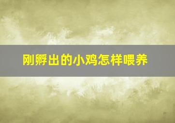 刚孵出的小鸡怎样喂养