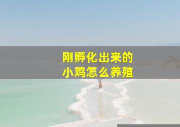 刚孵化出来的小鸡怎么养殖