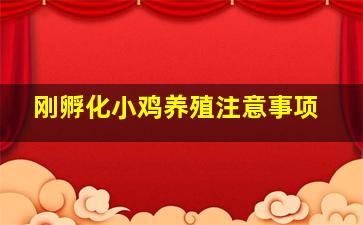 刚孵化小鸡养殖注意事项