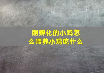 刚孵化的小鸡怎么喂养小鸡吃什么