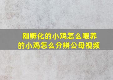 刚孵化的小鸡怎么喂养的小鸡怎么分辨公母视频