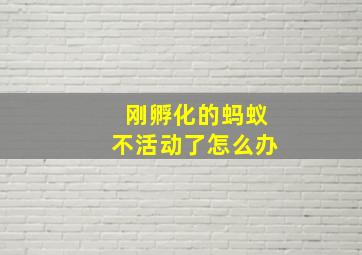 刚孵化的蚂蚁不活动了怎么办