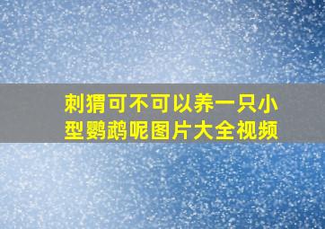 刺猬可不可以养一只小型鹦鹉呢图片大全视频