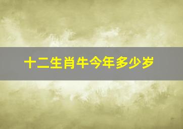 十二生肖牛今年多少岁