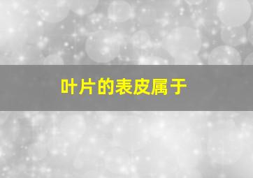 叶片的表皮属于