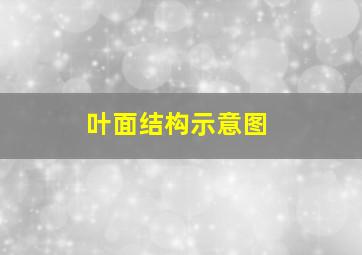 叶面结构示意图