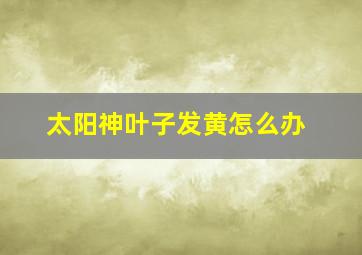 太阳神叶子发黄怎么办