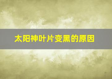 太阳神叶片变黑的原因