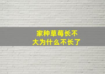 家种草莓长不大为什么不长了