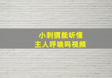 小刺猬能听懂主人呼唤吗视频