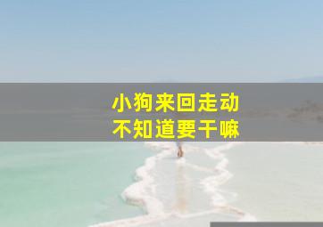 小狗来回走动不知道要干嘛