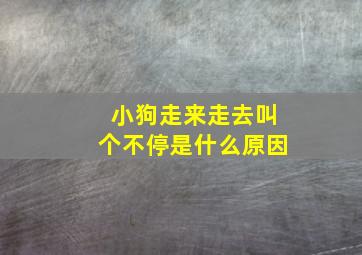 小狗走来走去叫个不停是什么原因