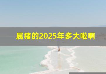 属猪的2025年多大啦啊