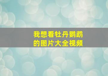 我想看牡丹鹦鹉的图片大全视频