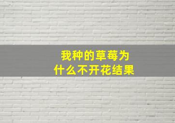 我种的草莓为什么不开花结果