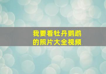 我要看牡丹鹦鹉的照片大全视频