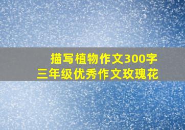 描写植物作文300字三年级优秀作文玫瑰花