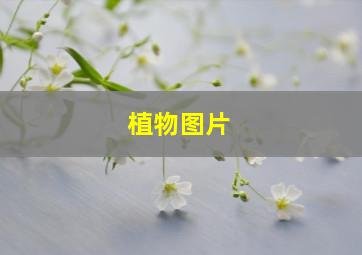 植物图片