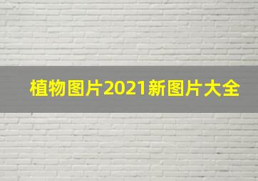 植物图片2021新图片大全