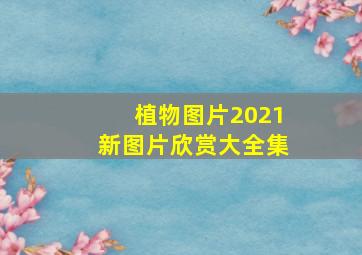 植物图片2021新图片欣赏大全集