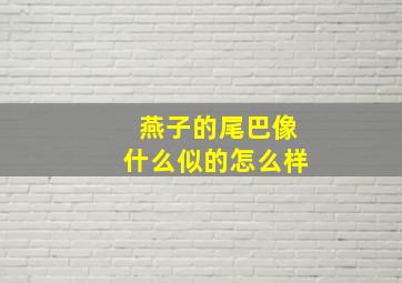 燕子的尾巴像什么似的怎么样