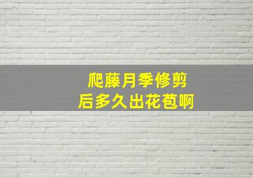 爬藤月季修剪后多久出花苞啊