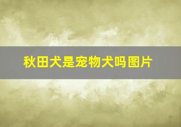 秋田犬是宠物犬吗图片