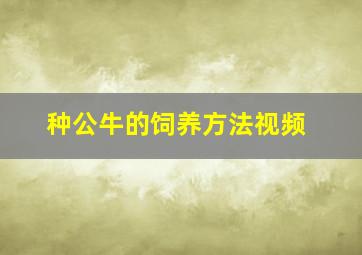 种公牛的饲养方法视频