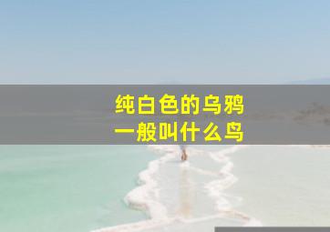 纯白色的乌鸦一般叫什么鸟