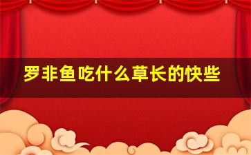 罗非鱼吃什么草长的快些