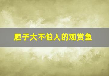 胆子大不怕人的观赏鱼